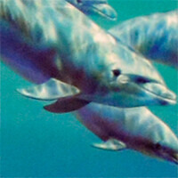 дельфины худ.печать