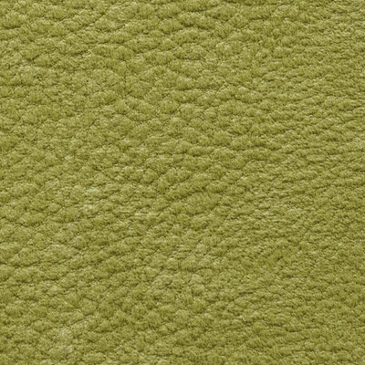 Phlox Дивотекс Phlox 12