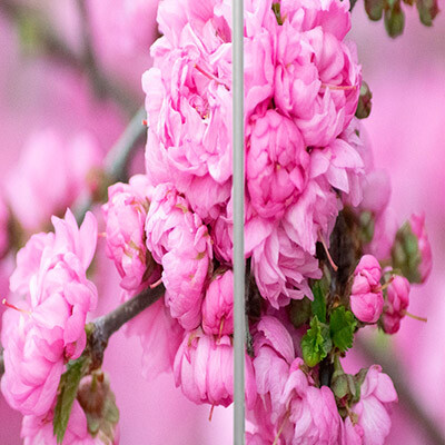 рисунок №22