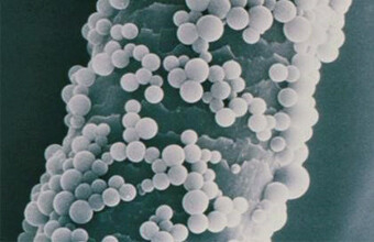 Активний пробіотик